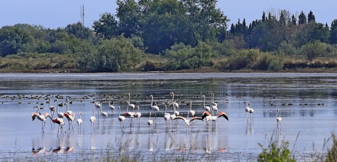 Solana Nature Reserve in Ulcinj